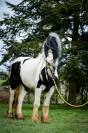 Mare Other Horse Breed For sale 2020 Coloured