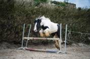 Mare Other Horse Breed For sale 2020 Coloured