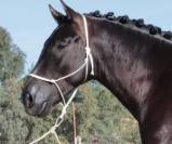 MORENITO : Magnifique cheval noir au cœur d’or