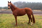Minora K beautiful mare for breeding and jumping