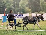 Carriage - Other carriage - Other brand -  