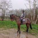 Gelding French Trotter For sale 2010 Bay