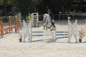 Gelding Other Pony Breed For sale 2010 Grey