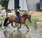 Mare Welsh Pony (Section D), Welsh Cob For sale 2017 Bay