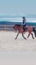 Merrie Welsh Pony (Section D), Welsh Cob  Te koop 2017 Donker bruin / bai ,  LES KADANS DE KRANEVELD