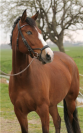 Merrie Welsh Pony (Section D), Welsh Cob  Te koop 2017 Donker bruin / bai ,  LES KADANS DE KRANEVELD