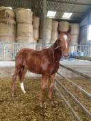 Filly Thoroughbred For sale 2022 Chesnut