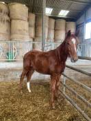 Filly Thoroughbred For sale 2022 Chesnut