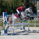 Mare American Thoroughbred For sale 2015 Grey