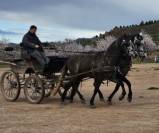 Gelding PRE Pure Spanish Bred For sale 2017 Grey