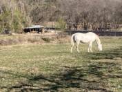 Terrain agricole aménagé pour l'élevage de chevaux. 