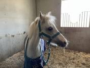 Pony Welsh 13 anni salto ostacoli