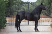 Filly Murgese For sale 2023 Black