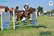 Gelding Other Pony Breed For sale 2018 Chesnut