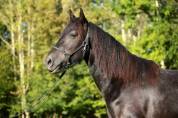LORD - Merens d'exception 3 ans