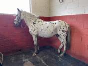Gelding Shetland Pony For sale 2011 Appaloosa
