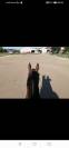 Pension chevaux 