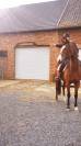 Mare Thoroughbred For sale 2009 Bay