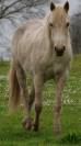 Pouche OC 2 ans palomino taille D 