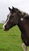 Poulain poney (taille D) OC, hongre, 2 ans, pie noir