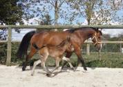 Broodmare French Saddle Pony For sale 2013 Bay