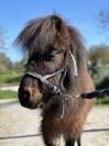 Poney taille A 3 ans