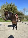 Poney taille A 3 ans