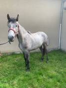 Filly Connemara For sale 2021 Grey