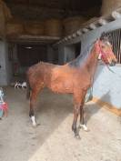 Filly Thoroughbred For sale 2023 Bay