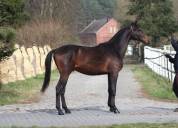 Gorgeous Tall Anglo arab Stallion 