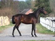 Gorgeous Tall Anglo arab Stallion 