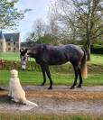 Merrie Iers sportpaard Te koop 2019 Wildkleur zwart