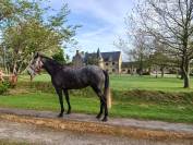 Merrie Iers sportpaard Te koop 2019 Wildkleur zwart