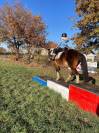 Super poney PP 130cm loisir et compétition 