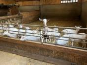 Ferme élevage allaitant et caprins lait