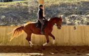 Jument SF dressage/cce