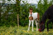 Veulen (ml) Andere paarden rassen Te koop 2023 Bont