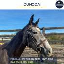 Mare Thoroughbred For sale 2021 Grey