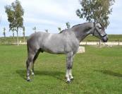 Gelding Other Horse Breed For sale 2018 Grey