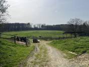 Eigenaren stal Koop Corr&egrave;ze