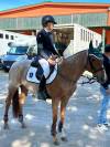 Mare French Saddle Pony For sale 2009 Roan