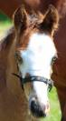 Puledro PFS Pony Francese da Sella In vendita 2023 Baio