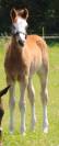Colt French Saddle Pony For sale 2023 Bay