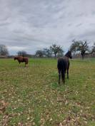 Pension cheval ou double poney 