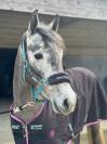 Magnifique poney de 4 ans par Contendro