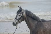 Gelding French Saddle Pony For sale 2020 Grey