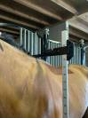 Castrone BWP Cavallo da Sangue Belgio In vendita 2020 Baio ,  VIGO D'ARSOUILLE