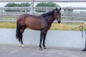 Stallone BWP Cavallo da Sangue Belgio In vendita 2020 Altro colore ,  Conthargos