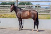 Stallone BWP Cavallo da Sangue Belgio In vendita 2020 Altro colore ,  Conthargos