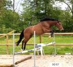 Top cheval SF sport 4 ans
